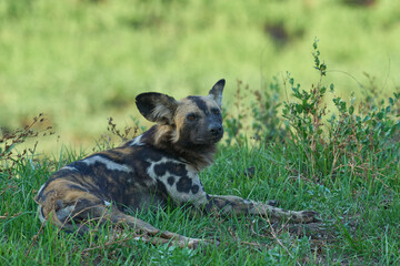 Pack of African Wild Dog (Lycaon pictus) resting under the shade of a tree during the heart of the day in South Luangwa National Park, Zambia