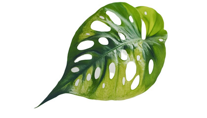 Close-up vibrant tropical leaf
