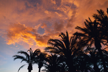 Obraz premium palm trees on a tropical sunset