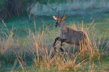 Waterbuck (Kobus ellipsiprymnus) on a grassy plain of South Luangwa National Park, Zambia      