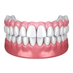 Fototapeta premium “Detailed Dental Model of Perfect Human Teeth, isolated on a white background”.PNG