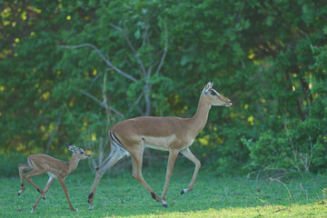 Young Impala (Aepyceros melampus) at the start of the emerald season in South Luangwa National...