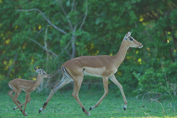 Young Impala (Aepyceros melampus) at the start of the emerald season in South Luangwa National...
