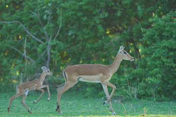 Young Impala (Aepyceros melampus) at the start of the emerald season in South Luangwa National...