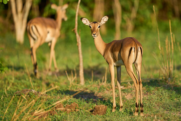 Young Impala (Aepyceros melampus) at the start of the emerald season in South Luangwa National Park, Zambia