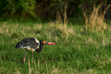 Saddle-billed Stork (Ephippiorhynchus senegalensis) feeding on fish in a shallow lagoon at the...