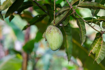 Green unripe mango close up shot 