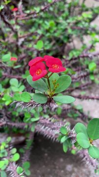 Red Euphorbia milli flowers swaying