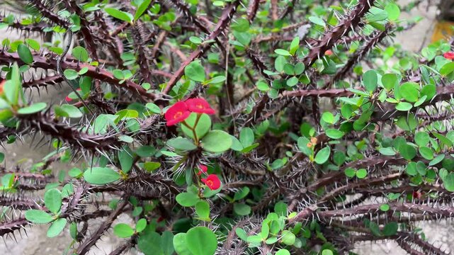 Red Euphorbia milli flowers swaying
