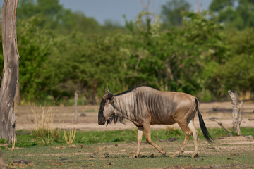 Cookson's wildebeest (Connochaetes taurinus cooksoni) in South Luangwa National Park, Zambia