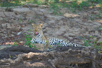 Leopard (Panthera pardus) resting on a fallen tree in South Luangwa National Park, Zambia