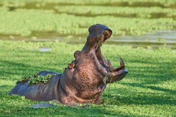 Hippopotamus (Hippopotamus amphibius) in a vegetation covered lagoon in South Luangwa National...