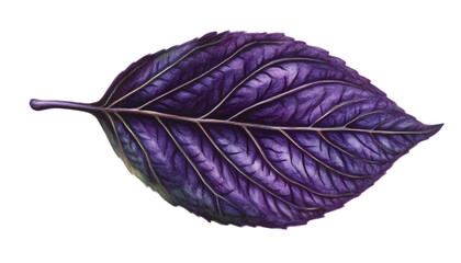 Vibrant Purple Basil Leaf