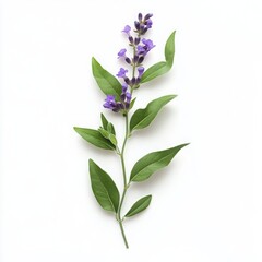 Lavender flower with leaves isolated on a white background