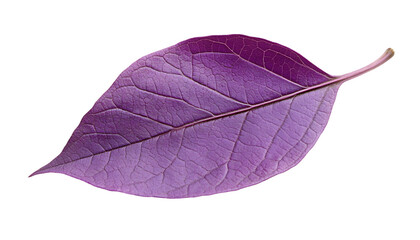 Purple leaf, detailed veins