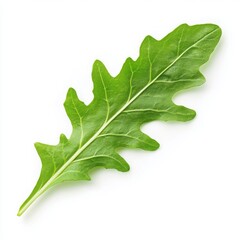 Fototapeta premium Arugula single leaf close up shot on a white background