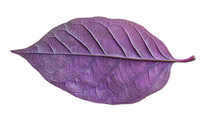 Detailed view of a vibrant purple leaf.  Veins and texture are prominent