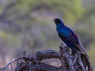 Le réveil de l'oiseau bleu