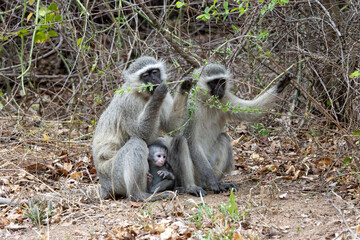 Le repas de la famille singe