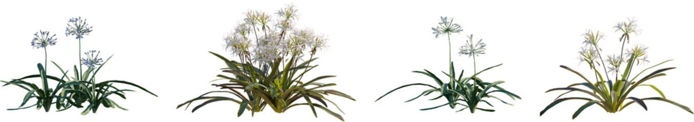 Fototapeta premium Set of Agapanthus africanus and Crinum americanum isolated png on a transparent background perfectly cutout high resolution