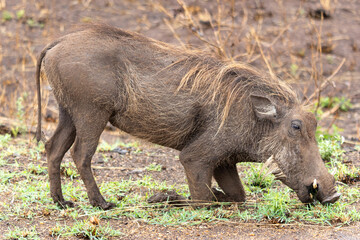 Pumba cherche des larves