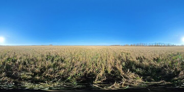 Expansive cornfield stretches under a bright blue sky in wide panoramic view, showcasing a serene agricultural landscape in 360-degree panorama