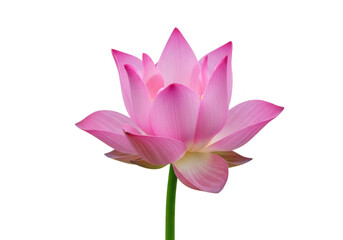 Pink lotus flower isolated on transparent background