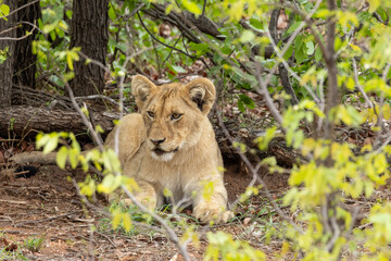 Lionceau Kruger