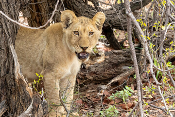 lionceau kruger