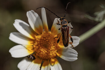 Longhorn beetle standing on crown daisy petals