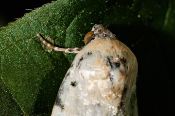 Apple ermine moth resting on green leaf: showing intricate details