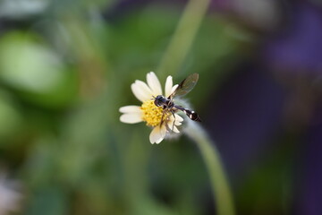 black with white specs wasp sipping nectar from a taraxacum flower with green background