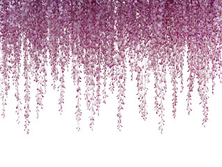 Purple Wisteria Cascade