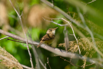 common reed warbler is perching on a bush twig close-up	