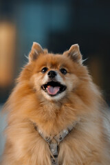 small pomeranian spitz dog with brown fur, eyes portrait  with tongue in front of blue and black...