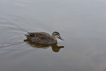 duck on the water