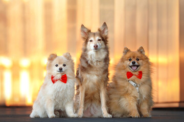 two small pomeranian spitz dogs and collie with brown fur and eyes portrait wearing red bows ties...