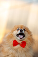 small pomeranian spitz dog with brown fur, eyes portrait wearing red bow tie in front of yellow...