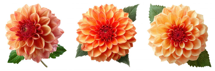 Orange Dahlia Flower with Lush Petals on Transparent Background
