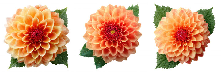 Orange Dahlia Flower with Lush Petals on Transparent Background