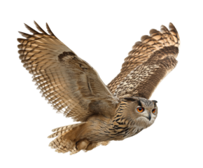 Majestic owl in flight showcasing impressive wingspan and features on a transparent background, cut out