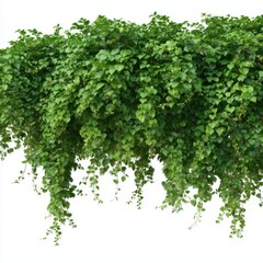 Fototapeta premium Lush green ivy vine border isolated on white