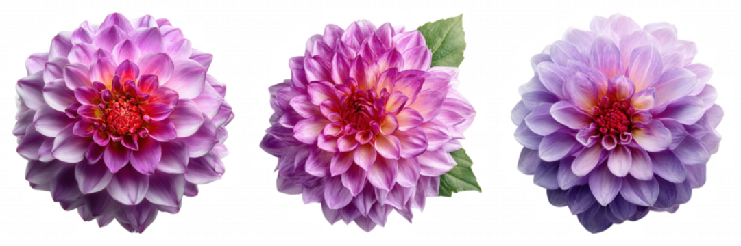 Realistic Purple Dahlia Flower with Soft Gradient Petals on Transparent Backgroun