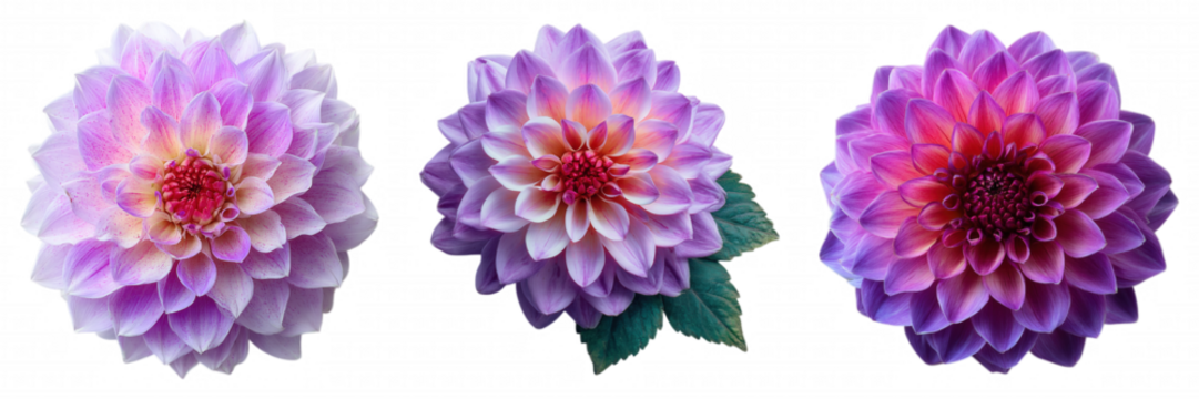 Realistic Purple Dahlia Flower with Soft Gradient Petals on Transparent Backgroun