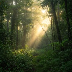 Obraz premium Sunbeams Illuminate Lush Green Forest Path