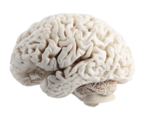 Detailed model of human brain for medical study and education purposes on a transparent background, cut out
