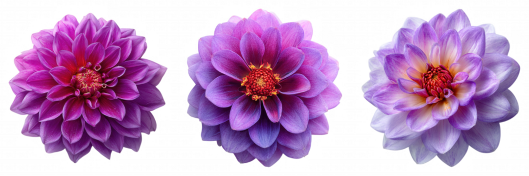Realistic Purple Dahlia Flower with Soft Gradient Petals on Transparent Backgroun