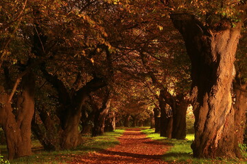 岩手県北上市　展勝地　桜並木の紅葉