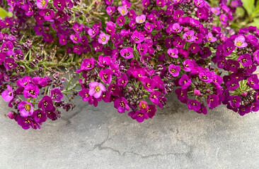 Lobularia maritima or Sweet alyssum purple flowers as a nature background for design.Selective focus.
