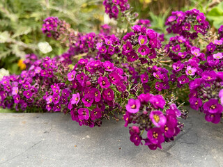 Lobularia maritima or Sweet alyssum purple flowers as a nature background for design.Selective focus.